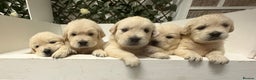 Golden Retriever dogs for sale: Golden Retriever Pups from Health Tested Parents  - Advert 1