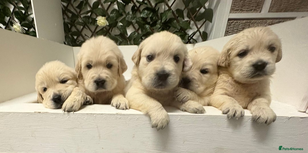 Golden Retriever dogs for sale: Golden Retriever Pups from Health Tested Parents  - Advert 1