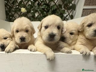 Golden Retriever dogs Golden Retriever Pups from Health Tested Parents - Advert 9