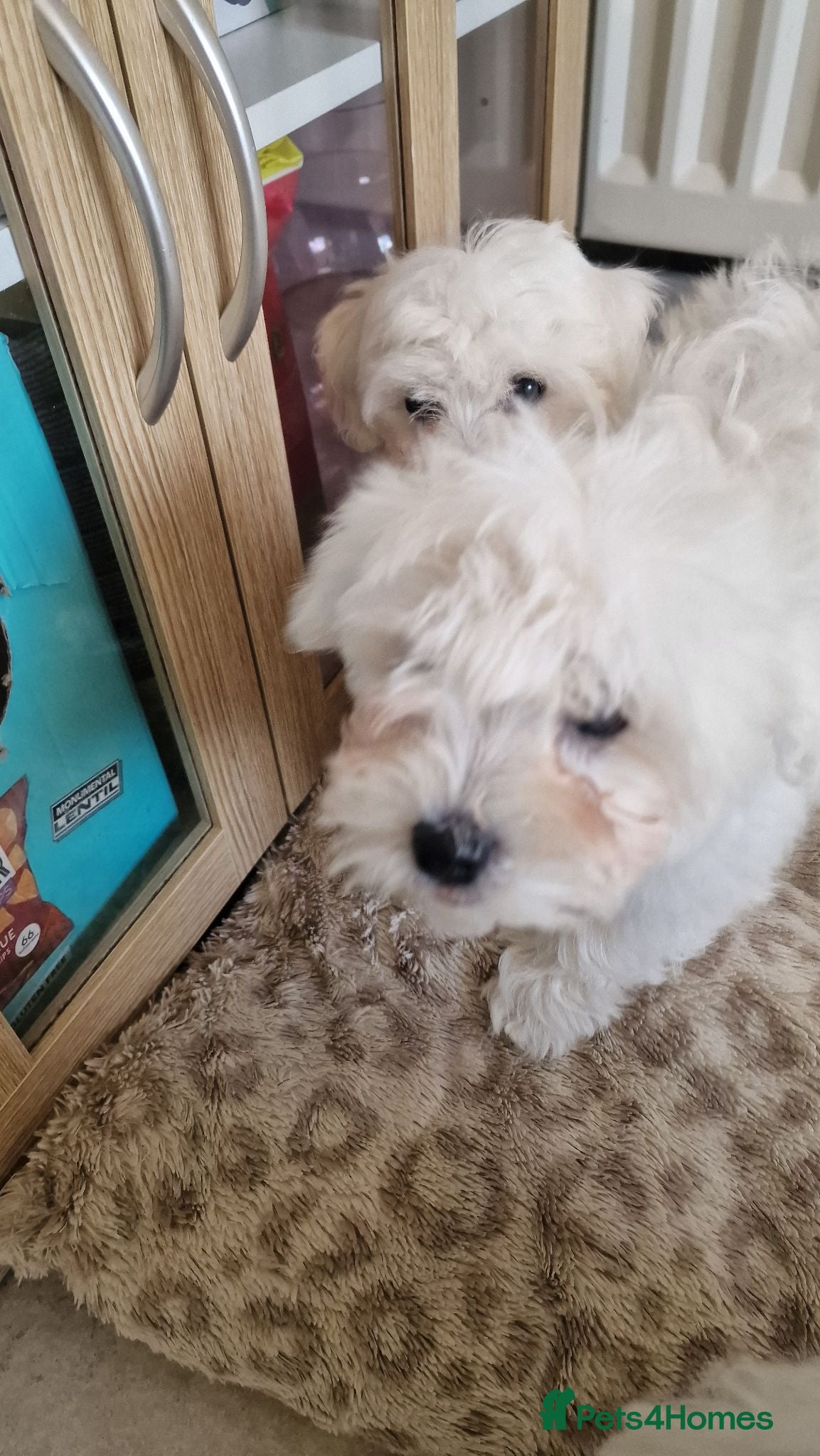 Maltese dogs Maltese puppy's - Advert 2