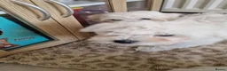 Maltese dogs for sale: Maltese puppy's - Advert 4
