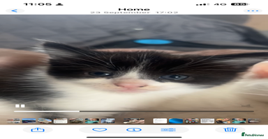 Mixed Breed cats - Advert 12