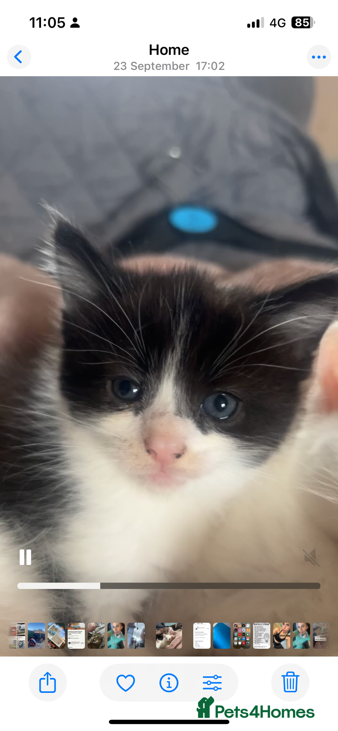 Mixed Breed cats for sale: Unexpected litter  - Image 2