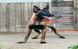 Belgian Shepherd Dog dogs for sale: Belgian Malinois / Dutch Herder  - Image 23