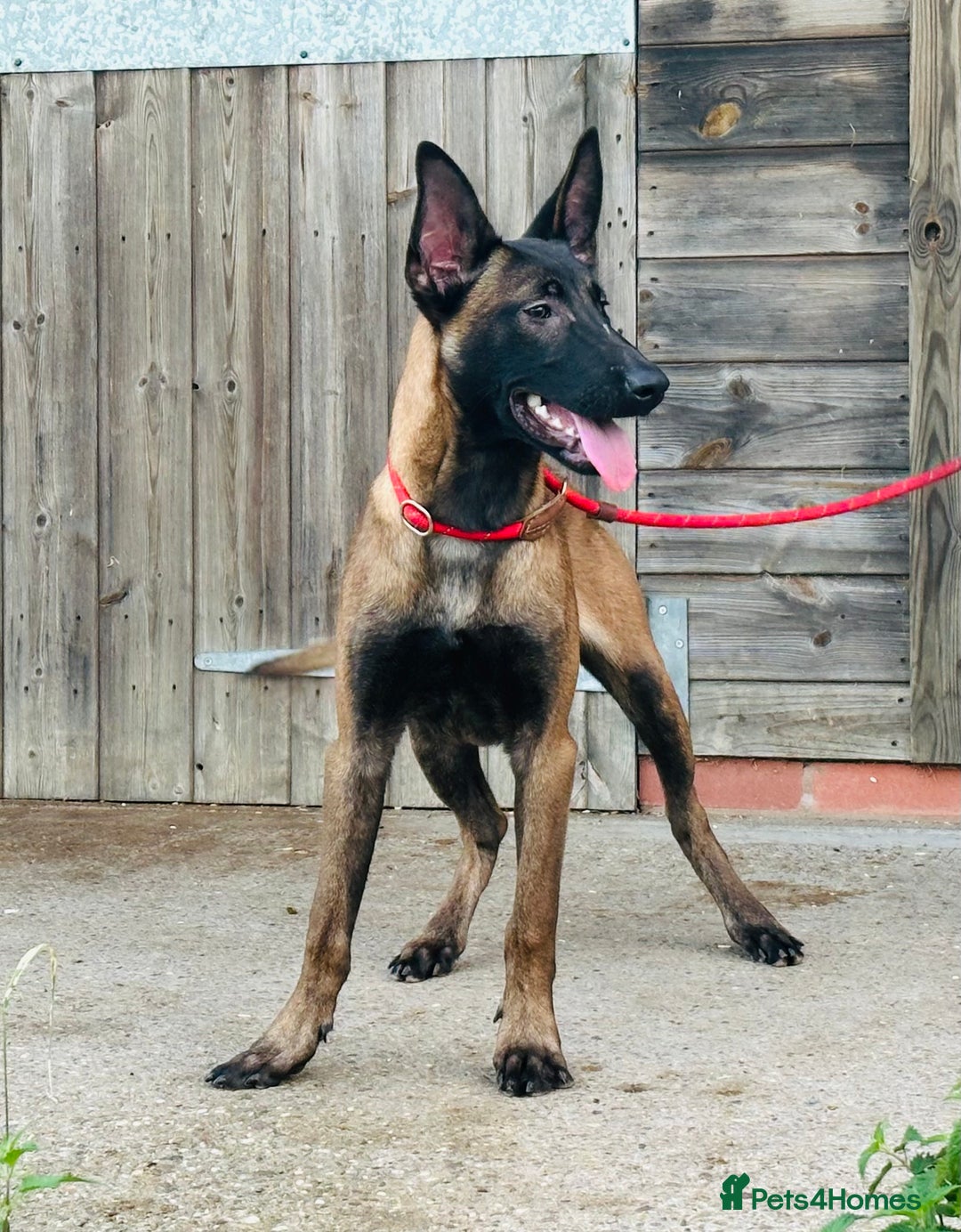 Belgian Shepherd Dog dogs for sale: Belgian Malinois / Dutch Herder  - Image 23