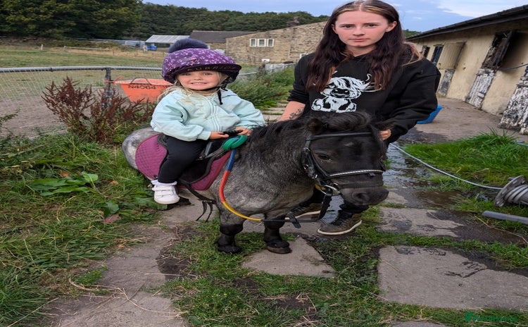 Shetland pony horses - Advert 2