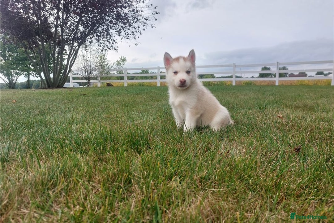 Siberian Husky dogs for sale: Blue Eyes Siberian huskies puppies  - Image 5