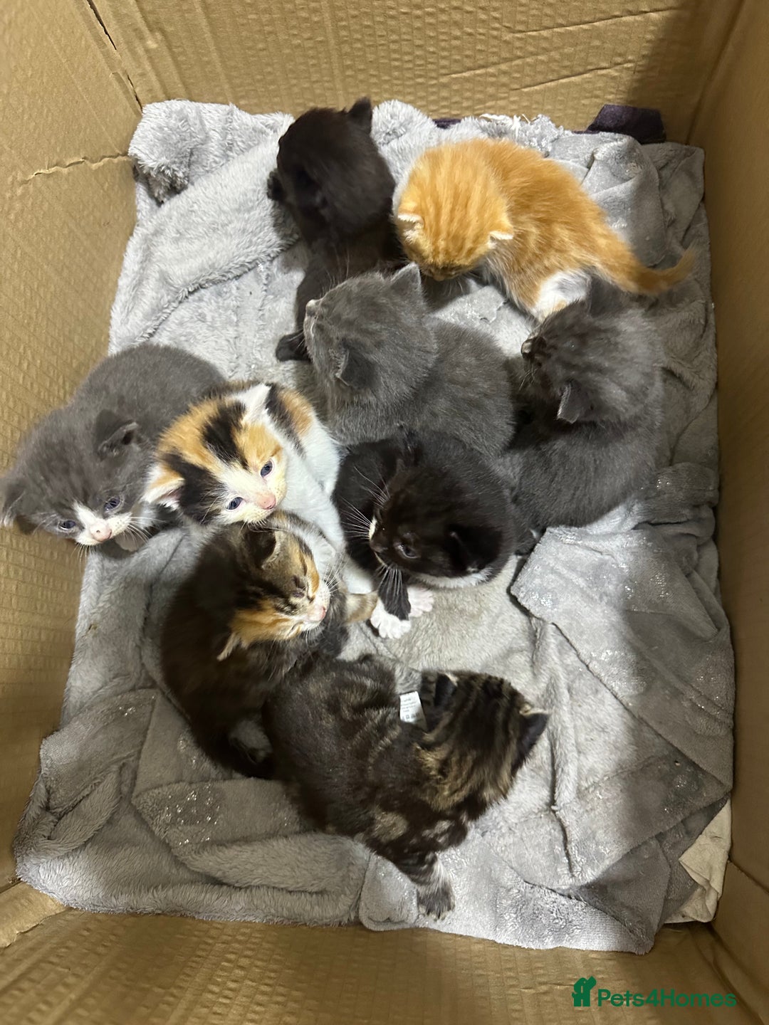 Norwegian Forest Cat cats for sale: Kittens for sale  - Advert 2