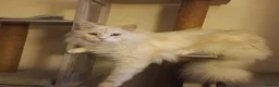 Maine Coon cats for sale: Beautiful big Maine Coon boy - Advert 1