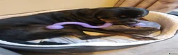 Rottweiler dogs for sale: Beautiful Rottweiler for sale  - Advert 5