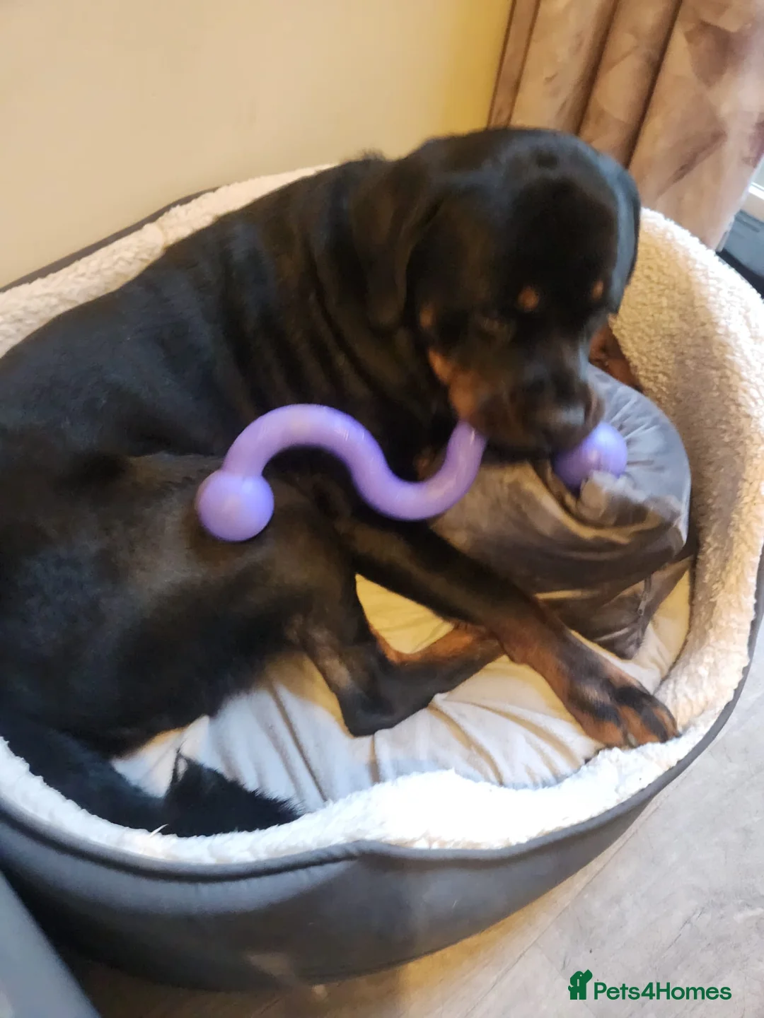 Rottweiler dogs for sale: Beautiful Rottweiler for sale  - Advert 5