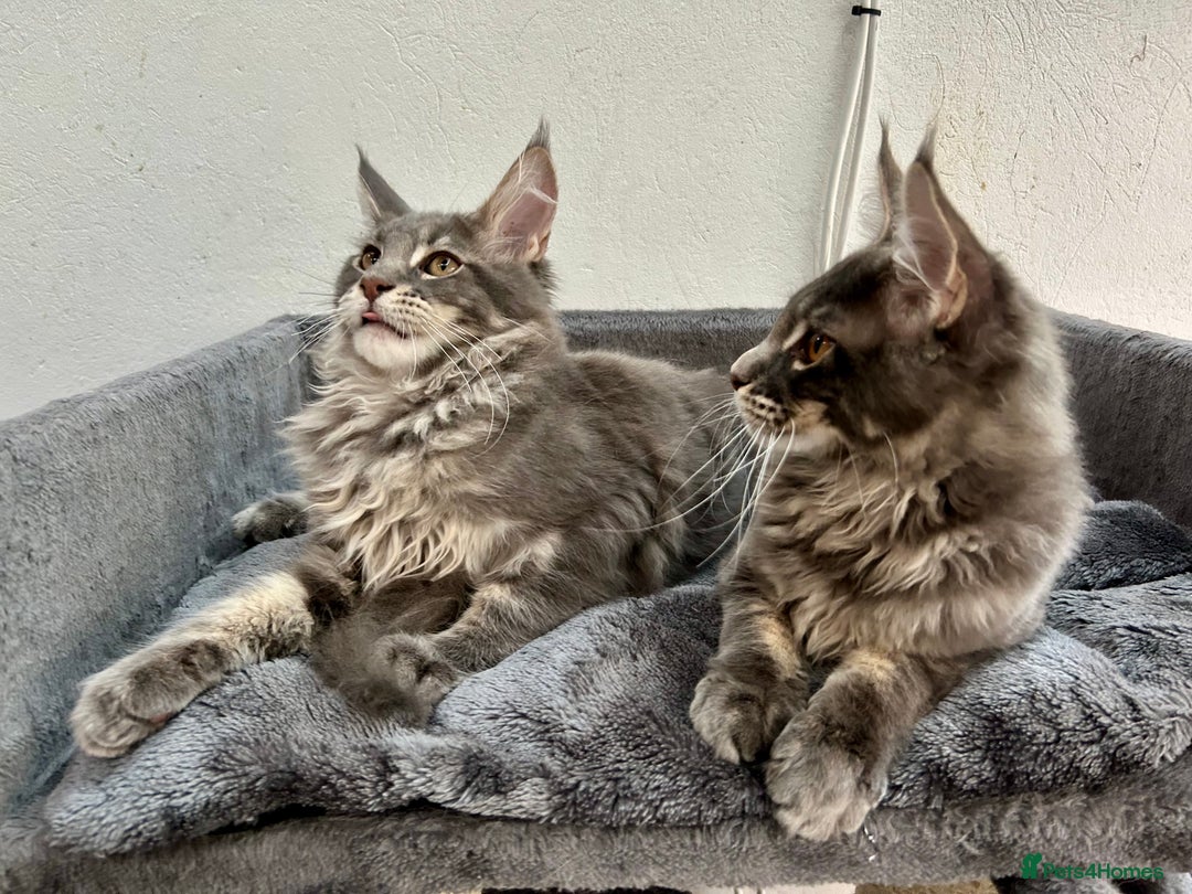 Maine Coon cats for sale: Stunning TICA Registered Maine Coon Boys Available - Image 24