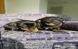 Miniature Dachshund dogs for sale: Miniature dachshunds  - Image 4