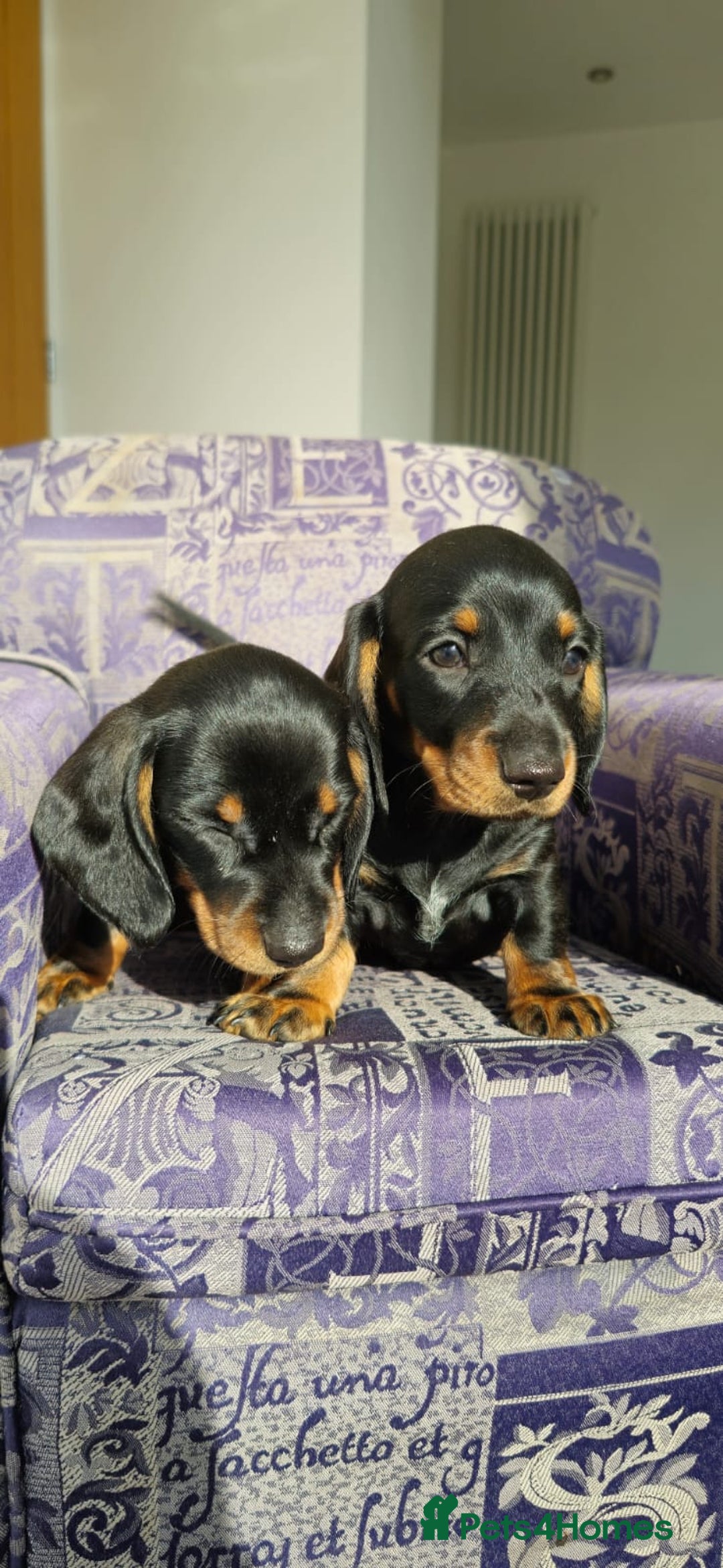 Miniature Dachshund dogs for sale: Miniature dachshunds  - Image 4
