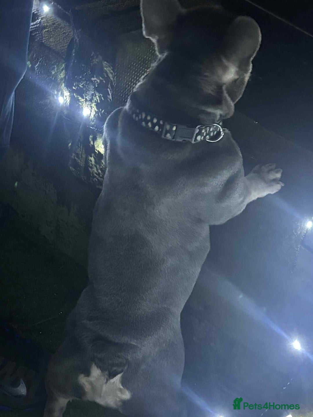 French Bulldog dogs for sale: Adult female  - Advert 4