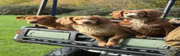 Cocker Spaniel dogs for sale: Working cocker spaniel puppies  in Dursley - Advert 15