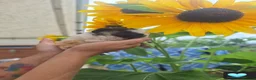 Guinea Pig rodents for sale: Longhaired baby guinea pigs  - Advert 2