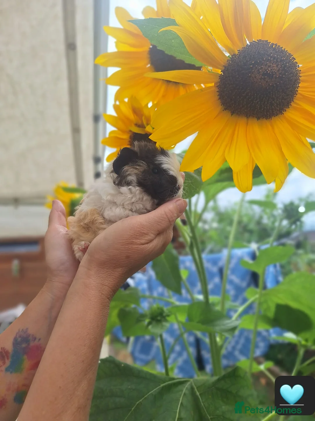 Guinea Pig rodents for sale: Longhaired baby guinea pigs  - Advert 2