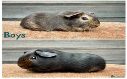 Guinea Pig rodents for sale: Lunkarya,Cream,Agouti,Tan (please see description) - Image 4