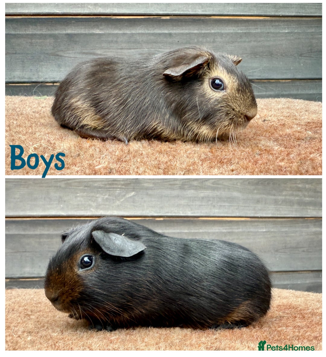 Guinea Pig rodents for sale: Lunkarya,Cream,Agouti,Tan (please see description) - Image 4