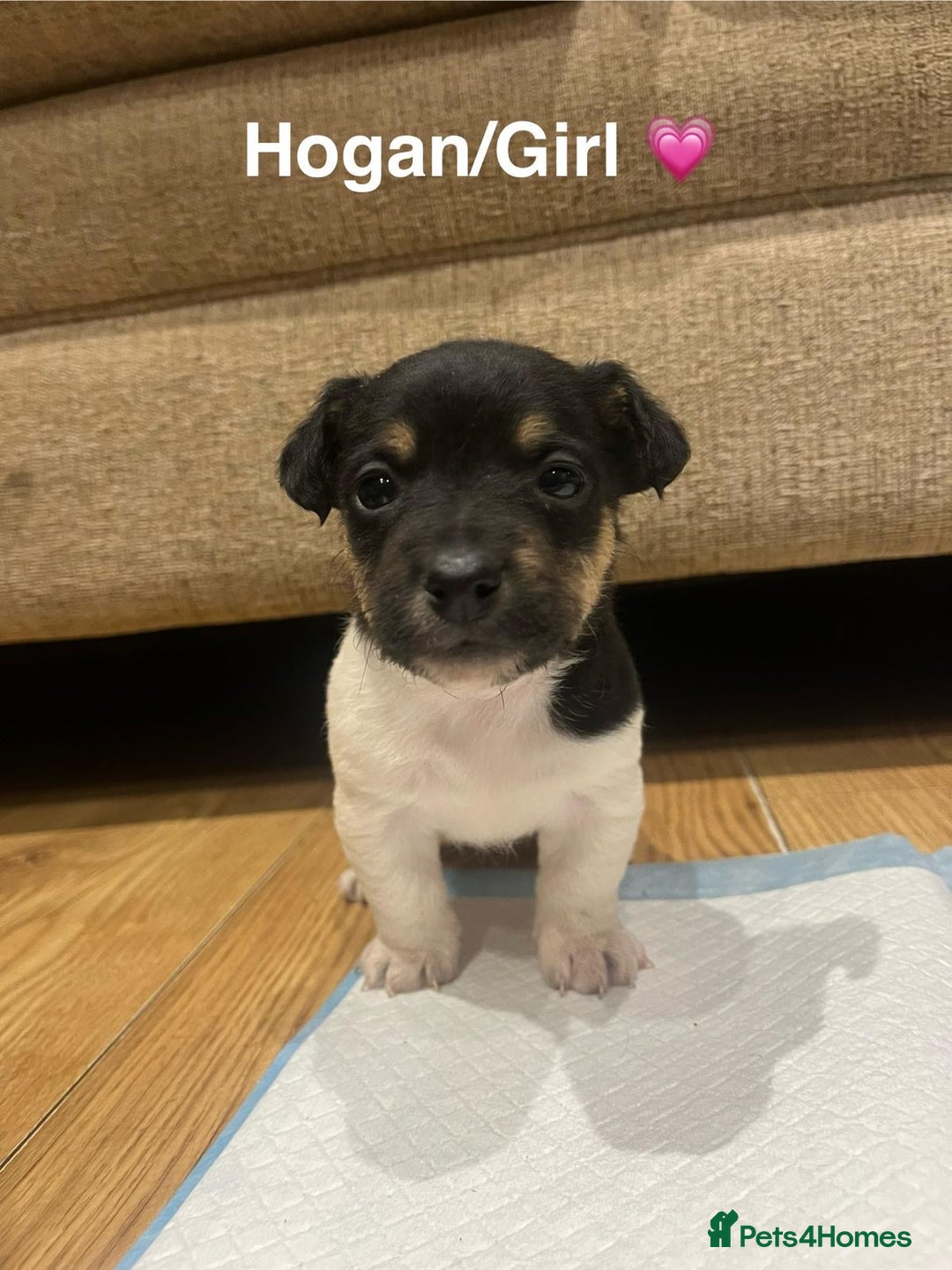 Jack Russell dogs for sale: Jack Russell pups - Advert 3