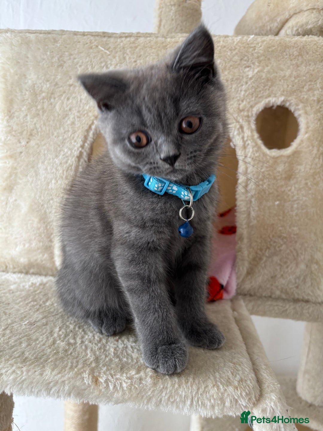 British Shorthair cats for sale: 🐾 2 Adorable Male British Shorthair Kittens🐾 - Image 4