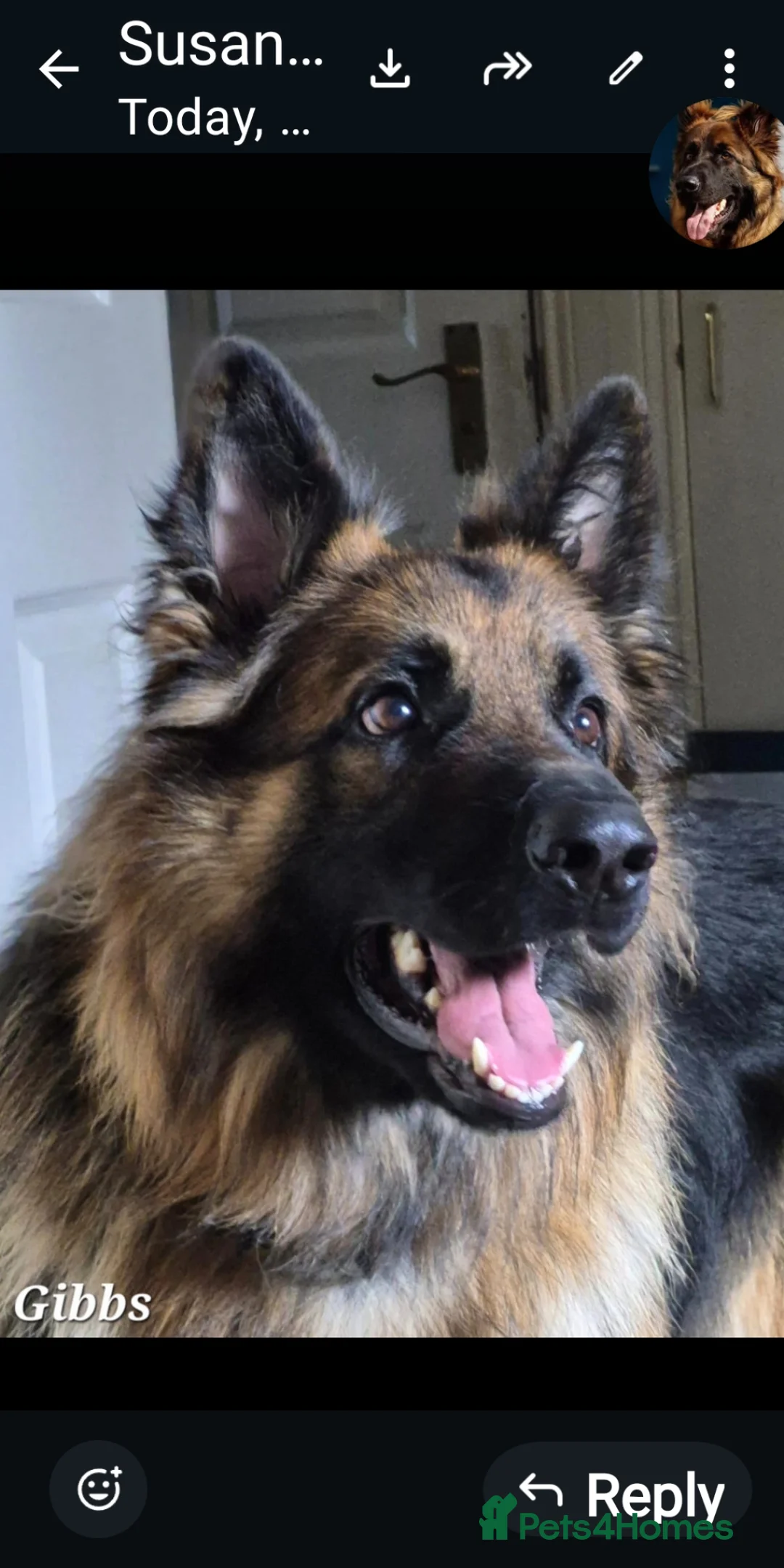 German Shepherd dogs for stud: Health and Generic tested KCReg GSD stud - Advert 2