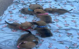 Mixed Breed dogs for sale: Pomeranian x jack russel puppies  - Image 4