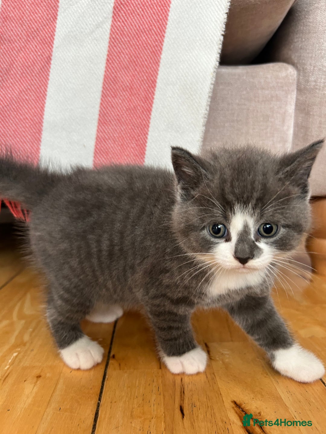 British Shorthair cats for sale: Gorgeous BSH kittens  - Image 12