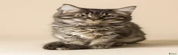 Mixed Breed cats for sale: 4 attractive Turkish Angora/Maine Coon kittens in Newquay - Advert 30