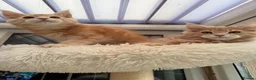 Maine Coon cats for sale: XL TICA Maine coon kittens - Advert 6