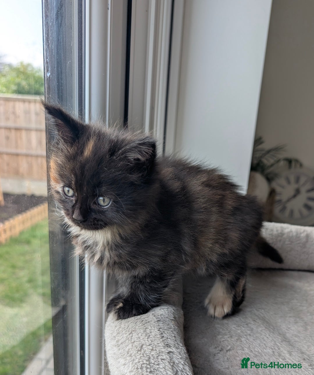 Mixed Breed cats for sale: 2 female kittens - half Maine coon.  - Advert 2