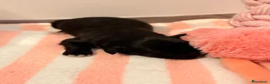 Raven 
