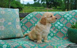 Golden Retriever dogs for sale: 🐾 KC Registered Golden Retriever Puppies 🐾 - Image 19