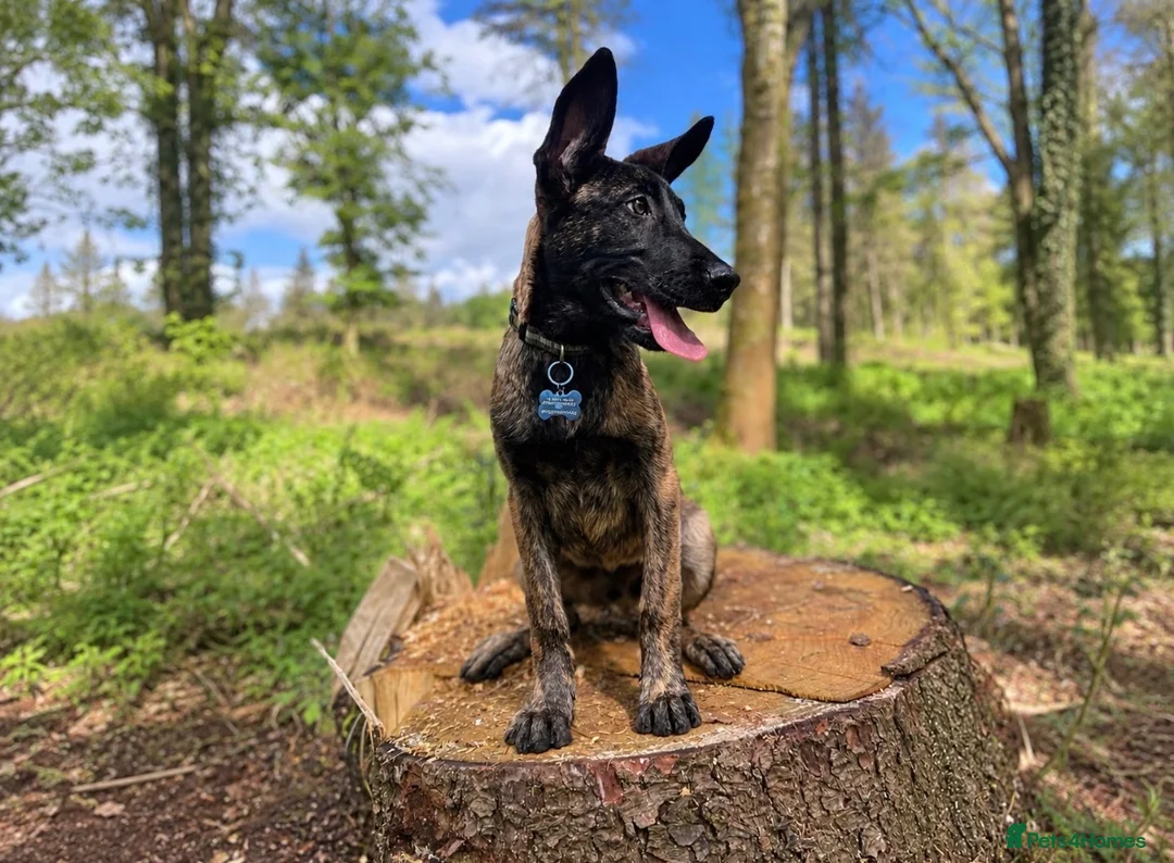 Mixed Breed dogs for sale: Belgian Malinoi Puppy  - Advert 1