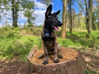 Mixed Breed dogs Belgian Malinoi Puppy - Advert 6