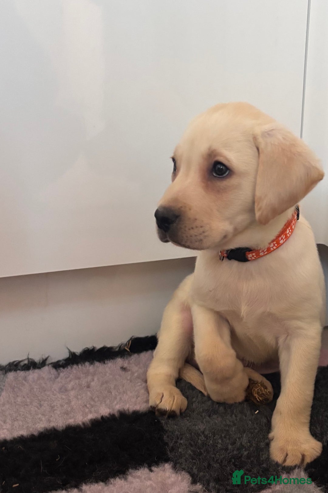 Labrador Retriever dogs for sale: Health tested pedigree labrador puppies - Advert 15