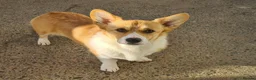 Welsh Corgi Pembroke dogs for sale: Extensively DNA tested clear Puppies  - Advert 2