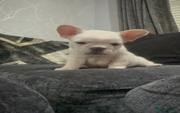 French Bulldog dogs for sale: High Quality French Bulldog Puppies  - Image 32
