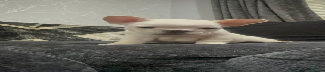 ATLAS 