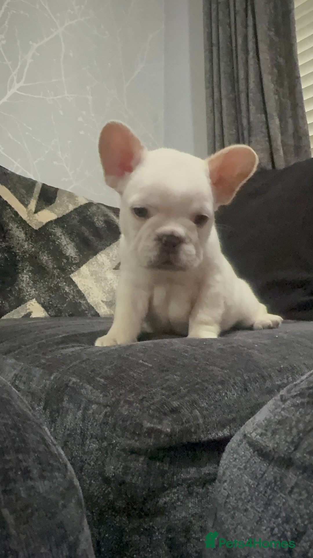 French Bulldog dogs for sale: High Quality French Bulldog Puppies  - Image 32