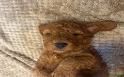 Cockapoo dogs for sale: 2 Red/Brown cockapoo puppies  - Image 3