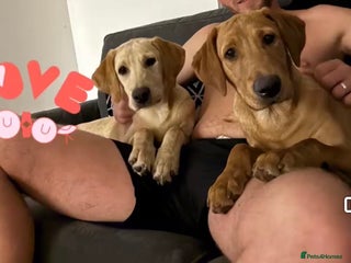 Labrador Retriever dogs Two female labradors - Advert 1