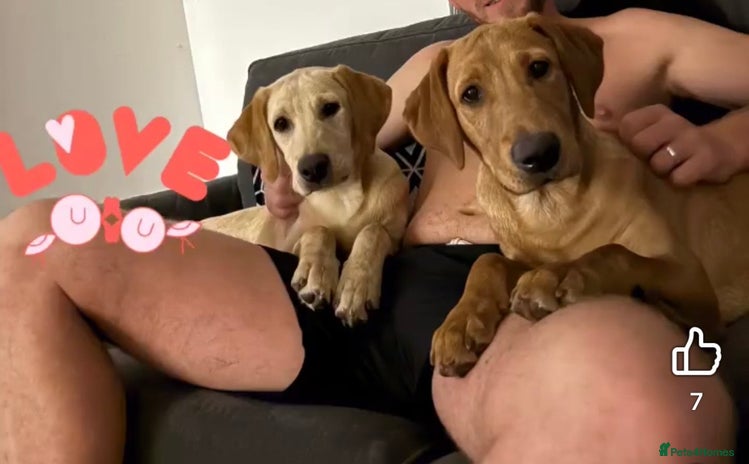 Labrador Retriever dogs Two female labradors - Advert 1