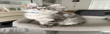 Maine Coon Kitten 5
