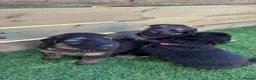 German Shepherd dogs for sale: German shepherd pups  - Advert 12