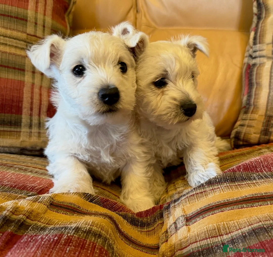 West Highland Terrier dogs for sale: Cute & Bouncy Westie Babes  - Advert 2