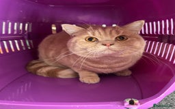 British Shorthair cats for sale: Beautiful BSH Cats Brother and Sister  - Image 3