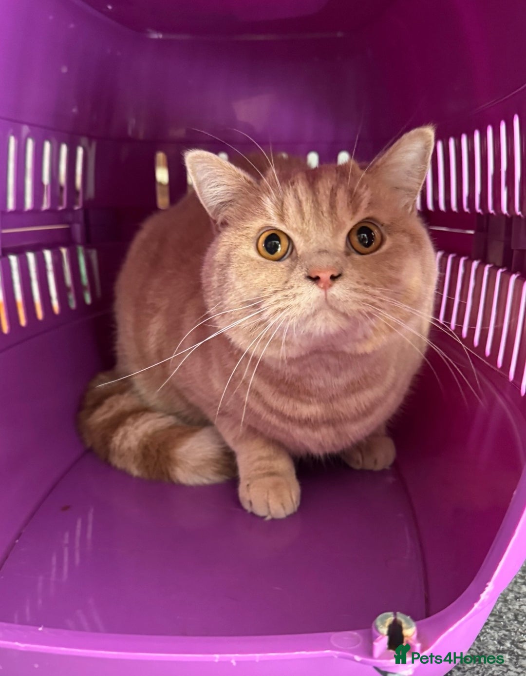 British Shorthair cats for sale: Beautiful BSH Cats Brother and Sister  - Image 3