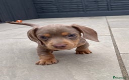 Miniature Dachshund dogs for sale: Isabella & tan miniature smoothcoat daschunds - Image 13